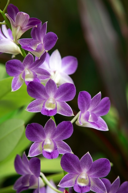 Orchid