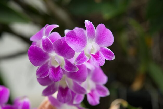 Orchid