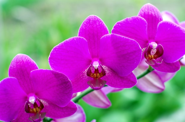 Orchidea