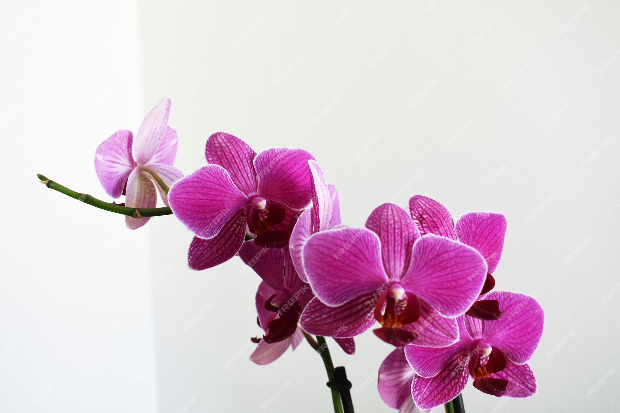 Premium Photo | Orchidaceae orquideas phalaenopsis