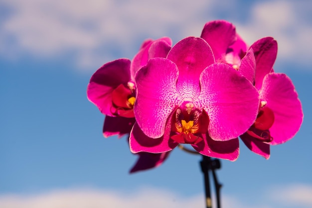 Orchidea, Orchidee roze bloem op blauwe hemelachtergrond. Phalaenopsis orchidee bloem. Bloemen achtergrond.