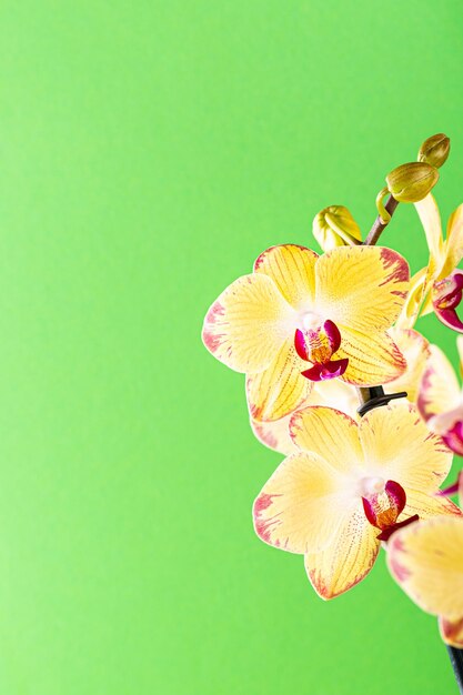 Orchidee bloeit geel