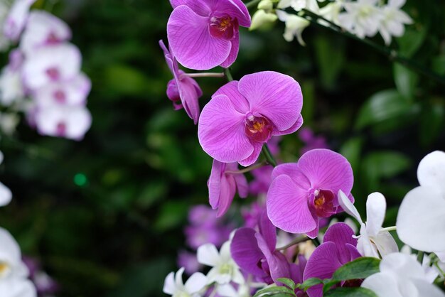 orchidee bloem mooie bloem natuur achtergrond