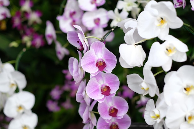 orchidee bloem mooie bloem natuur achtergrond