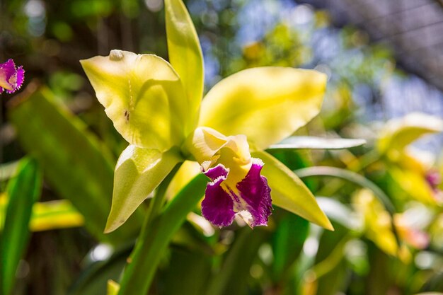 Orchidee bloem