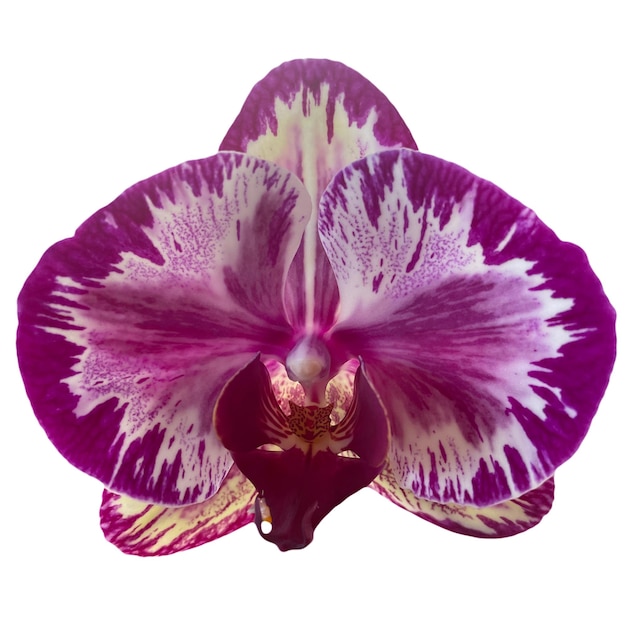 Orchidee bloem