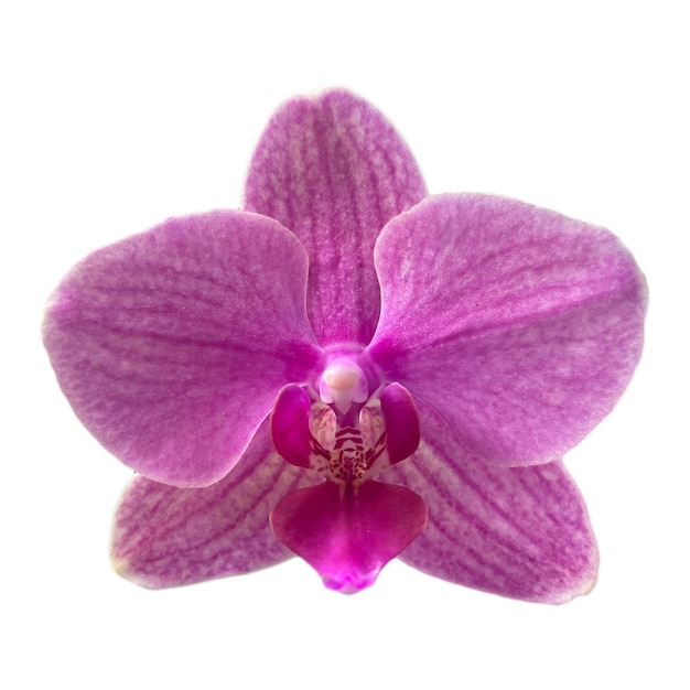 Orchidee bloem