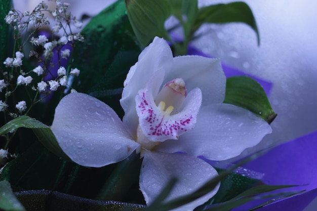 Orchidee bloemboeket. Mooi orchideeboeket. Orchideebloem wit