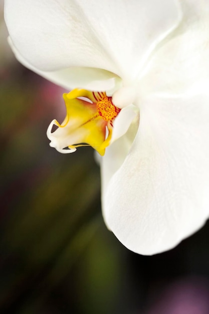 Orchidee close-up