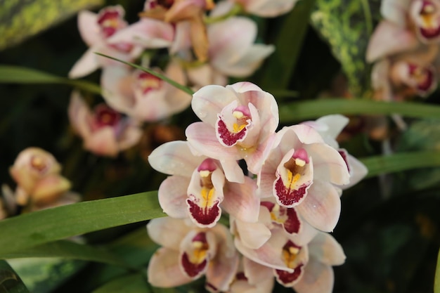 Orchidee Cymbidium close-up achtergrond