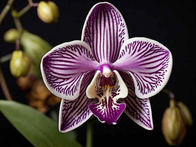 Orchidee elegantie