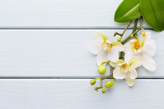 Orchidee en kuuroordstenen op een steen Kuuroord en wellnessscène