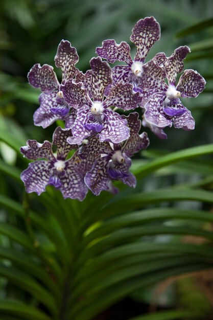 Orchidee in de botanische tuinen van Singapore