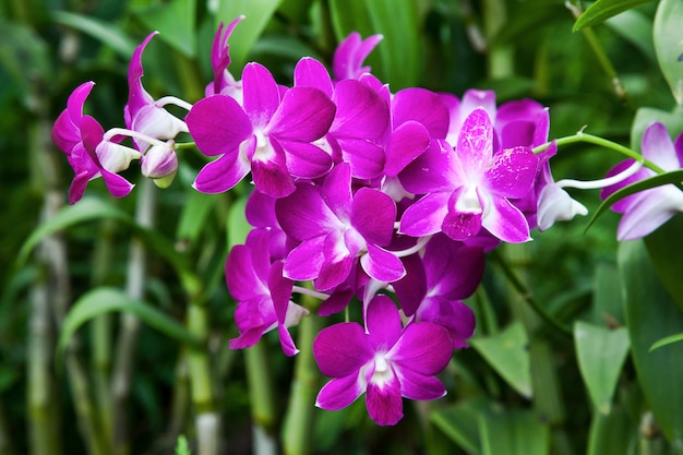 Orchidee in de botanische tuinen van Singapore