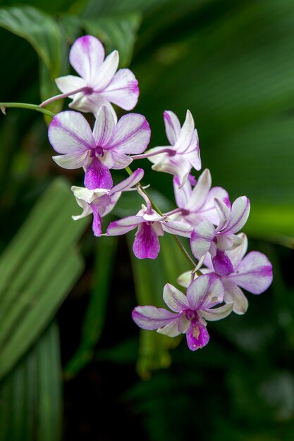 Orchidee in de botanische tuinen van Singapore