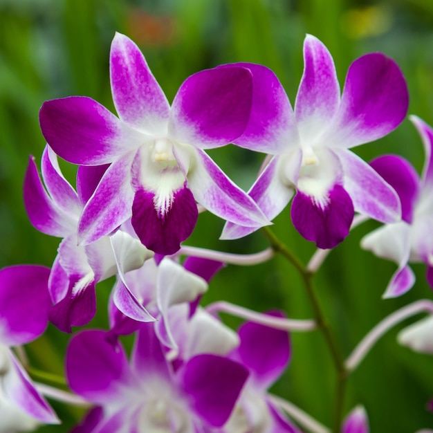 Orchidee in de botanische tuinen van Singapore