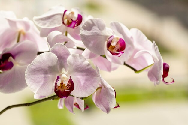 Orchidee is een decoratieve tropische bloem Phalaenopsis Close-up selectieve focus in tegenlicht