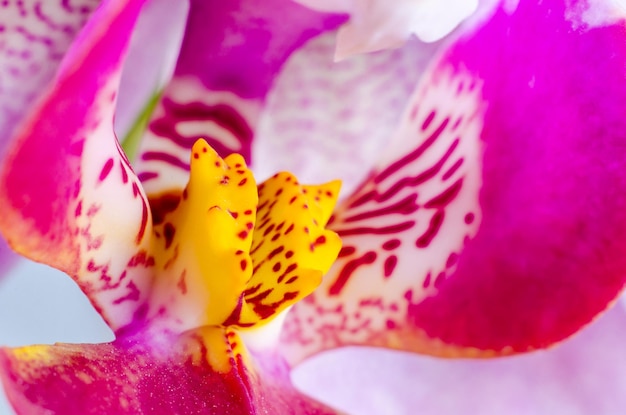 Orchidee macro