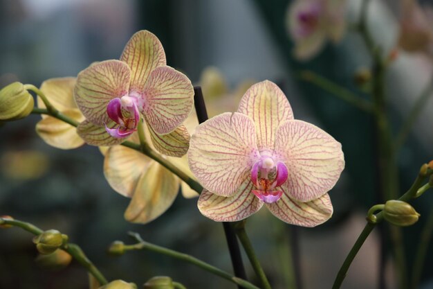 Orchidee Mirach close-up achtergrond