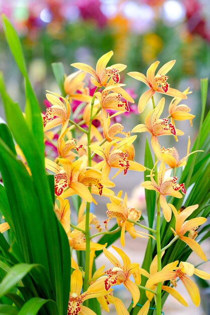 Orchidee mooi in tuin in Thailand