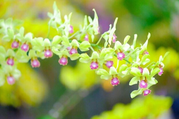 Orchidee mooi in tuin in Thailand