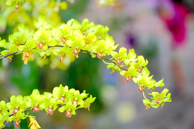 Orchidee mooi in tuin in thailand