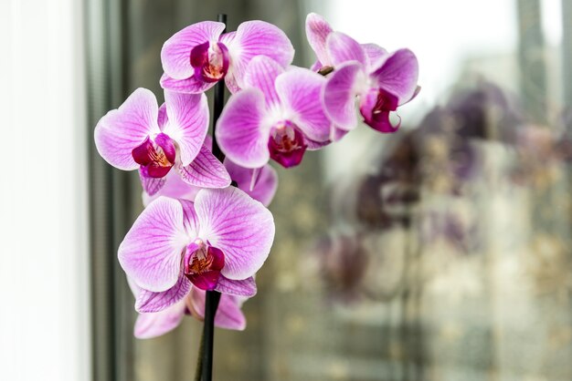 Orchidee op de vensterbank op het balkon