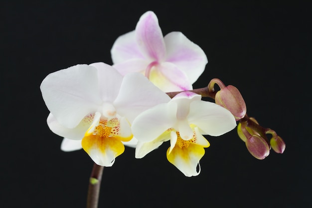 Orchidee op donkere achtergrond