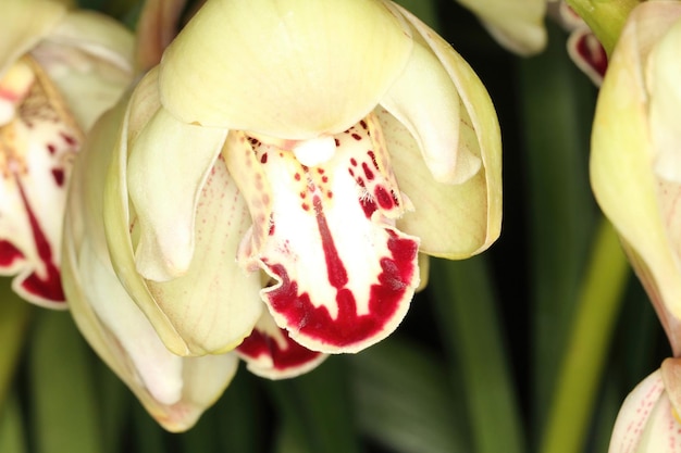 Orchidee op een tentoonstelling