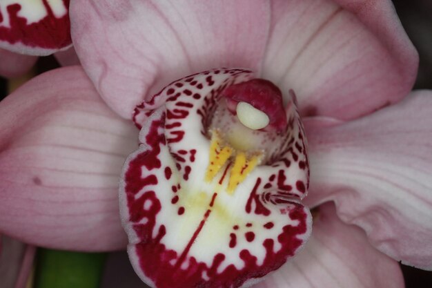 Foto orchidee op een tentoonstelling
