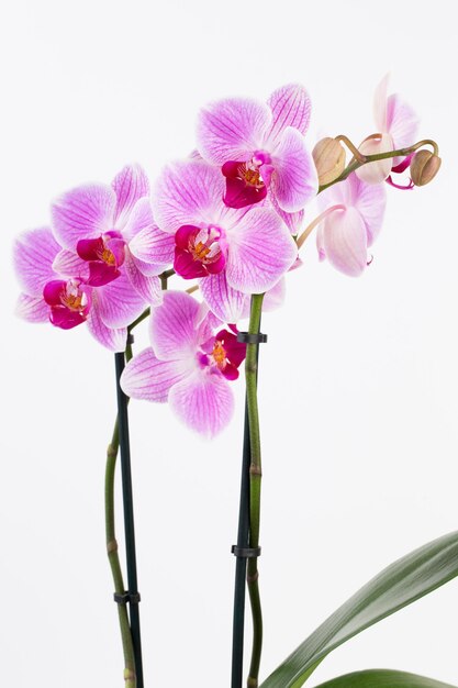 Orchidee op een witte achtergrond