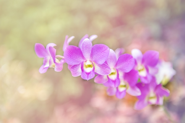 Foto orchidee paars bloem hoofd boeket in de natuur