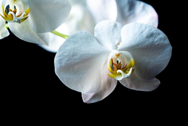 Orchidee. phalaenopsis groeit. orchideeën. bloemen witte orchidea isoalted op zwart.