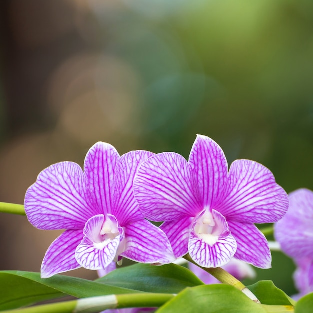 Orchidee van close-up de roze dendrobium in aard