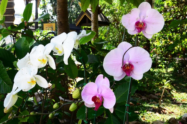 Orchidee witte gele bloemen bloemen bloesem en groene blad plant boom in tuin park tropische frisheid voor thaise mensen reizigers reizen bezoek rust ontspannen bij Mae Rim in Chiang Mai Thailand