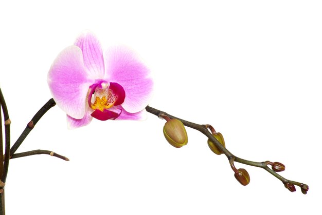 orchidee