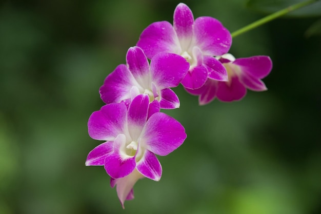 orchidee