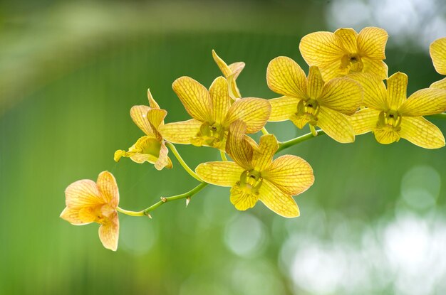 orchidee