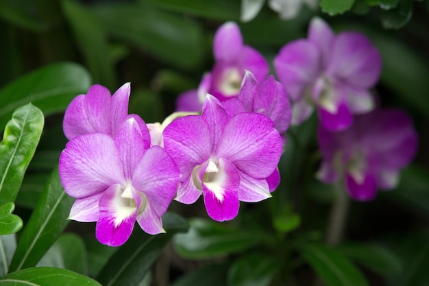 orchidee