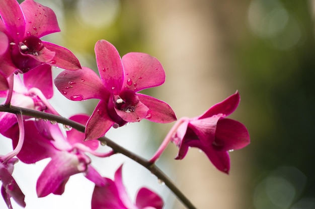 Orchidee