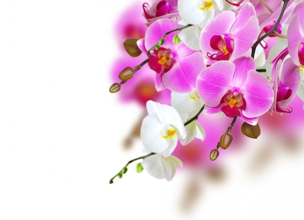 orchidee