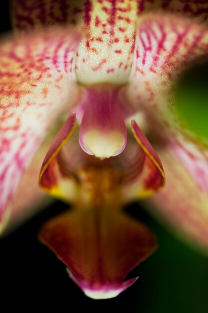 orchidee