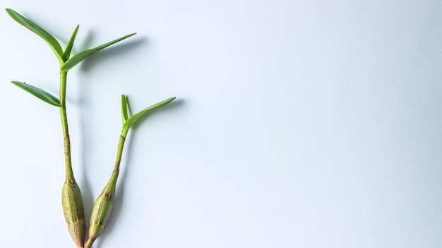 Orchideebladeren op witte achtergrond worden geïsoleerd die