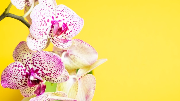 Orchideebloem close-up met kopie ruimte