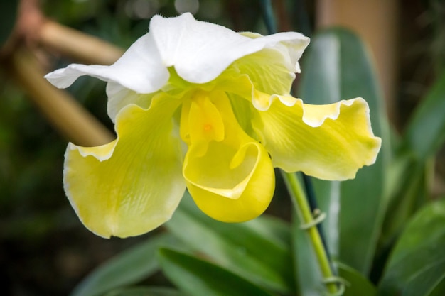 Orchideebloem Geel Splendid Paphiopedilum