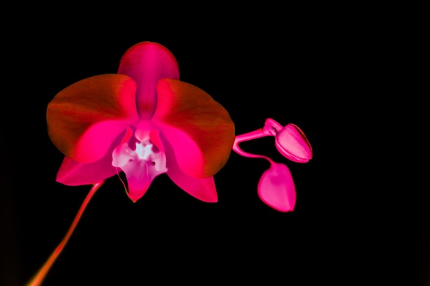 Orchideebloem in bloei abstracte bloemsierkunstachtergrond