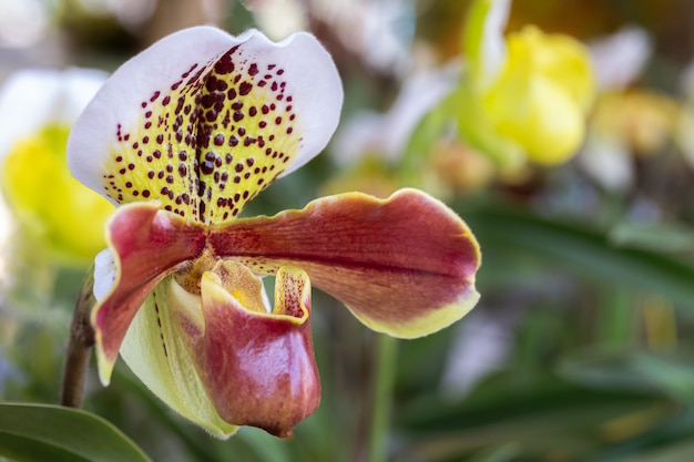 Orchideebloem in orchideetuin op winter- of lentedag voor schoonheid en landbouwontwerp. Paphiopedilum Orchidaceae. of Damespantoffel