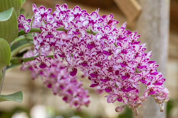 Orchideebloem in orchideetuin op winter- of lentedag voor schoonheid en landbouwontwerp. Rhynchostylis Orchidaceae.