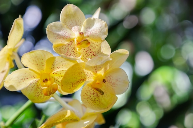 Orchideebloem in orchideetuin