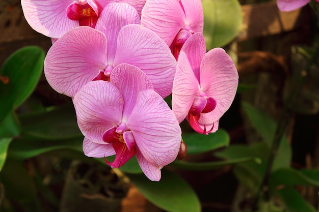 Orchideebloem in tuin bij de winter of de lente Phalaenopsis-orchidee